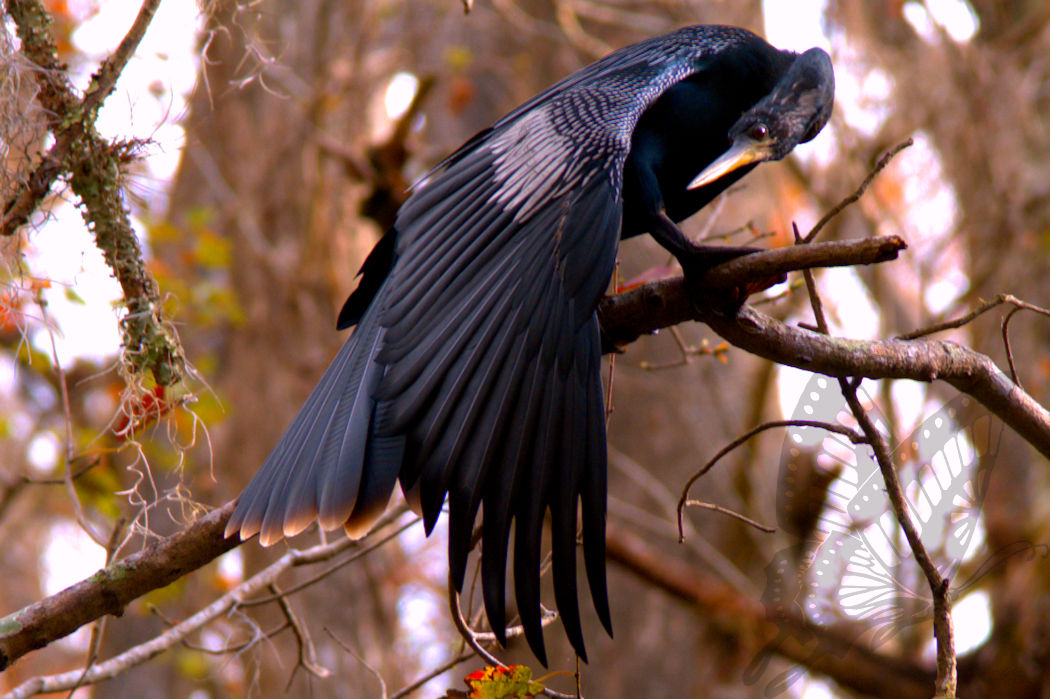 Anhinga Bird 1